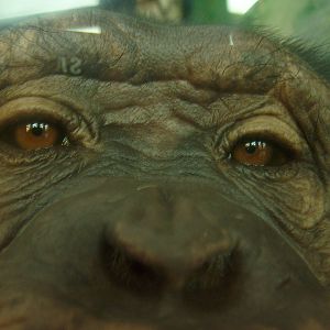 Female chimpanzee closeup