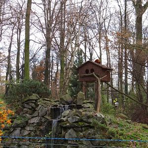 Paddock of Ailurus fulgens fulgens