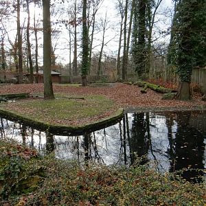 Paddock of Hexaprotodon liberiensis
