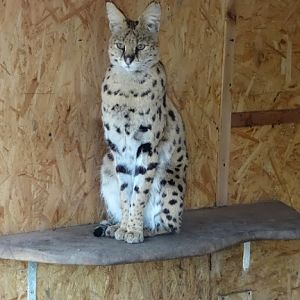 Leptailurus serval