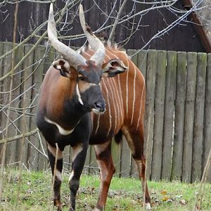 Tragelaphus eurycerus isaaci