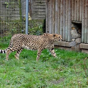 Acinonyx jubatus