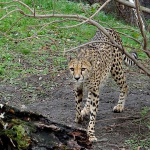 Acinonyx jubatus