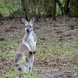 Macropus rufus