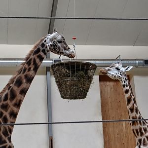 Giraffa camelopardalis rothschildi