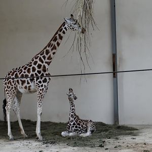 Giraffa camelopardalis rothschildi