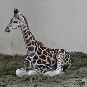 Giraffa camelopardalis rothschildi