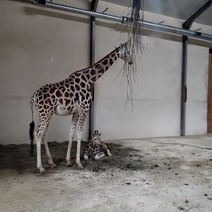 Giraffa camelopardalis rothschildi