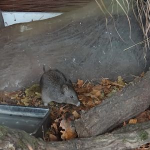 Potorous tridactylus apicalis
