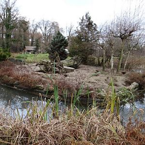 Paddock of Suricata suricatta