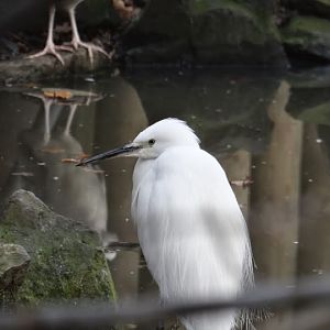 Egretta garzetta