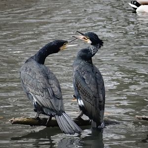 Phalacrocorax carbo