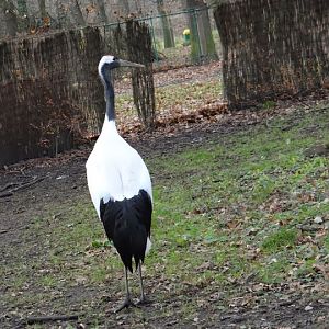 Grus japonensis