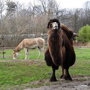 Camelus bactrianus / Equus hemionus kulan