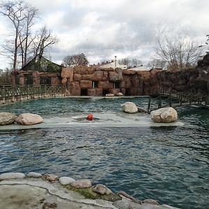 Swimming pool of  Zalophus californianus
