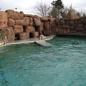 Swimming pool of  Zalophus californianus