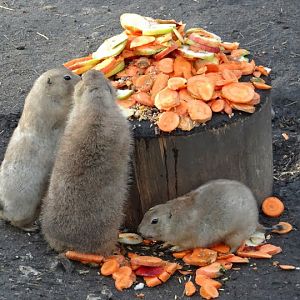 Cynomys ludovicianus