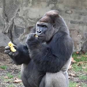 Gorilla gorilla gorilla