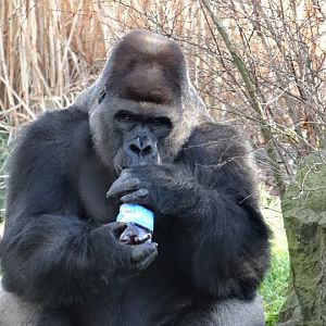Gorilla gorilla gorilla