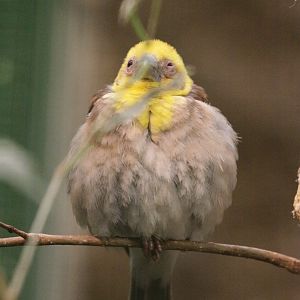 Sakalava Weaver (Ploceus sakalava) October 2009