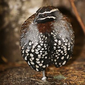 Madagascar Partridge (Margaroperdix madagarensis) male