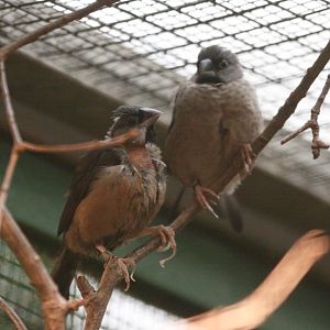Madagascar Bibfinches (Lepidopygia nana) October 2009