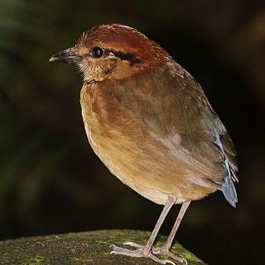 Giant Pitta (Pitta caerulea) female