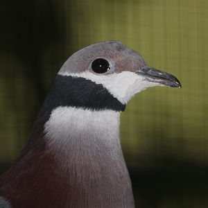 Collared Imperial-pigeon (Ducula mullerii)