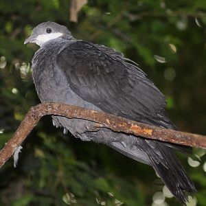 Metallic Pigeon (Columba vitiensis halmaheira)