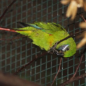 Plum-faced Lorikeet (Oreopsittacus arfaki) female