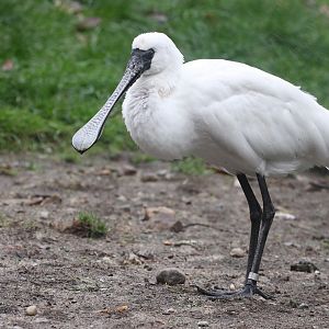 Black-faced Spoonbill (Platalea minor) October 2009
