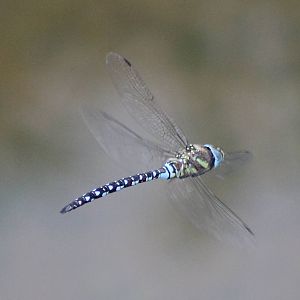 Dragonfly-species ID