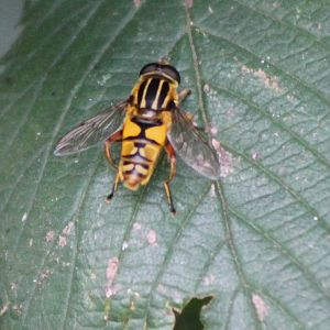 Hooverfly-species ID