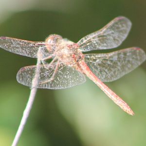 Dragonfly-species ID