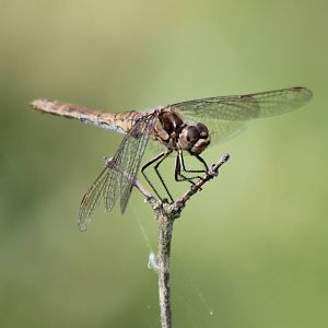 Dragonfly-species ID