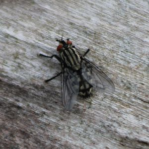 Fly-species ID