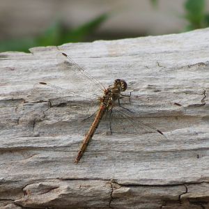 Dragonfly-species ID