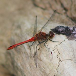 Dragonfly-species ID