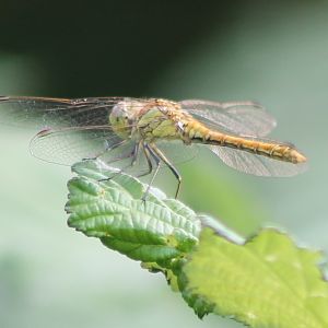 Dragonfly-species ID