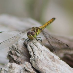 Dragonfly-species ID