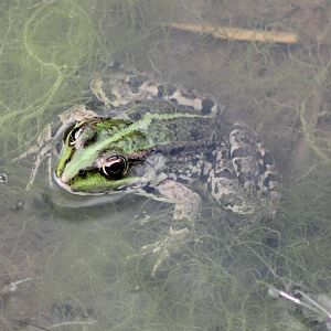 Grass frog