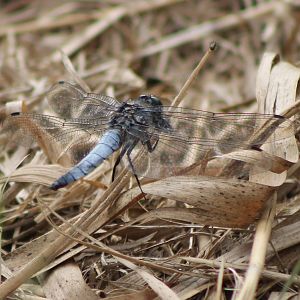 Dragonfly-species ID