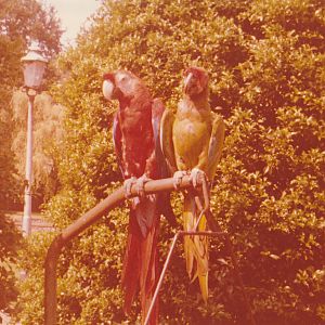 Macaws at Animali