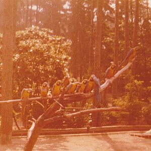 Large group of Blue and gold macaws