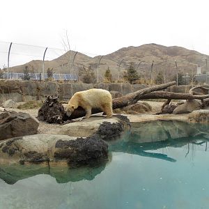 Rocky Shores - Polar Bear Exhibit