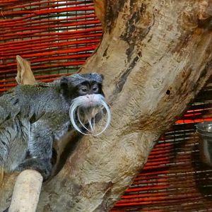 Saguinus imperator subgrisescens
