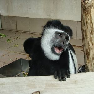 Colobus guereza