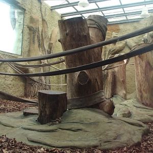 Pavilion of Gorilla gorilla gorilla