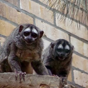 Aotus lemurinus griseimembra