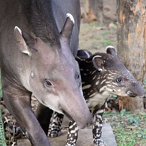 Baby Lowland tapir born at Seoul Zoo.